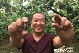 致富他10万元“种”金蝉， 如何卖出6000万？图片