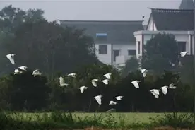 5年投入25亿 海宁要“村在绿中”图片