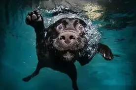 宠物知识狗狗溺水急救常识图片