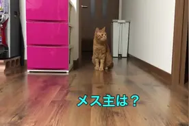 来到新家后好奇猫咪一直巡视，嗷嗷叫个不停，这是什么情况？