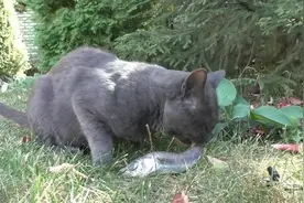 猫咪吃鱼，吧唧吧唧吃的真香，一条大鱼很快就被吃光了！