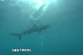 男子用法术捕猎鲨鱼，但法器“土得掉牙“图片