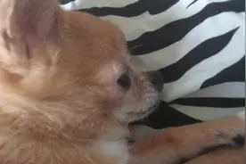呆萌狗狗想睡又不敢睡，坚持打瞌睡，不放心还要看一眼玩具才行图片