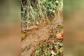 意想天开的钓黄鳝方法。简单好钓！图片