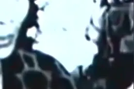 李小龙魔鬼训练计划曝光人类根本无法完成视频封面