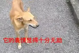 宝宝被人扔进河里，狗妈妈不停地在河边转悠，表情好无助图片