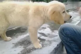 训练小狗基本礼仪图片