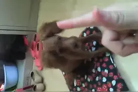 5个月的小泰迪训练成果，聪明的狗狗，太难逆天了图片