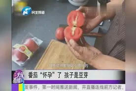 番茄“怀孕”了 孩子是豆芽视频封面