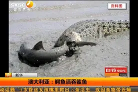 八十岁鳄鱼对战鲨鱼，不料鲨鱼被活生生咬死！图片