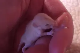 国外网友养的宠物老鼠生了小老鼠，吃东西的样子真是萌，有意思！图片