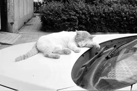 猫咪躺在车盖上睡着了　本打算洗车的她悄然离开图片