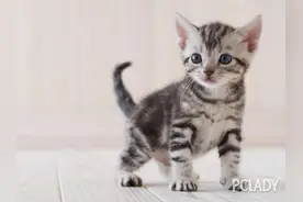 猫厕所的一些注意事项图片