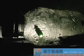 萤火虫遭遇“浪漫劫” 南宁郊区萤火虫被疯狂捕捉图片