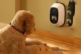 PetChatz宠物摄像头让你远程和宠物互动图片