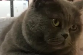 猫咪和女主玩石头剪子布，猫咪认为能赢，没想到女主更厉害！