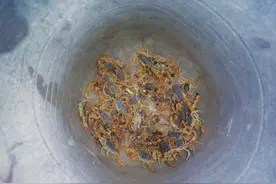 半夜上山捉蝎子两名男子被抓获图片