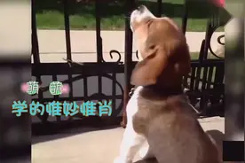 小奶狗学救护车的声音，萌哭啦！抓住它