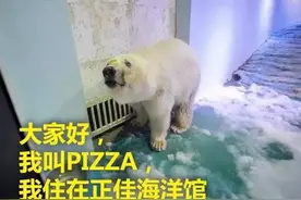 商场里的北极熊，带给孩子的究竟是快乐还是困惑？图片