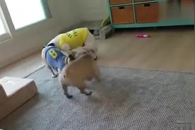 两只小法斗追逐着抢玩具，狗妈转悠的看着也不阻止，狗妈心真大啊视频封面