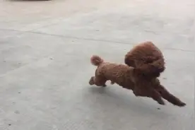 慢动作抓拍小泰迪奔跑场景，就跟飞一样，四肢动作太搞笑图片