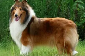 苏牧在发情需要注意些什么？图片