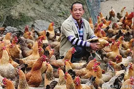 鸡羽毛能喂鸡？养鸡户用这些经济实用的特殊饲料，可降低养殖成本图片