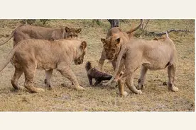 乱入的蜜獾！狮王将其压于身下互咬，争锋之下借机脱逃图片