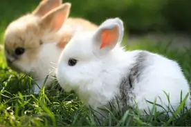 想在家养萌萌的兔子，可是又担心有臭味怎么办？图片