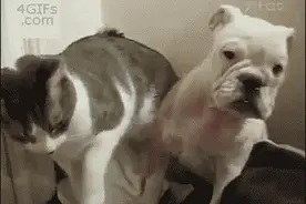 你知道吗？猫咪和狗狗混养会发生·······图片