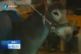 奥运看不过瘾，再加一道骑驴比赛吧视频封面