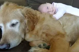 当狗狗碰上小主人，这场面真的是萌，宠，逗太有爱了！图片