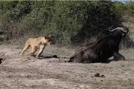 都说非洲野牛凶猛无比，可这头健硕的野牛却被一只母狮单杀了！图片