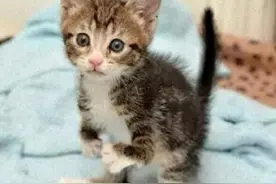 先天残疾的奶猫被主人养下，仅靠后腿站立现在学会蹬腿跳图片