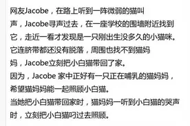 萌宠趣事第647：主人路上救回只小白猫，家里猫视如己出！图片