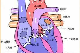 心脏健康的标准是什么？图片