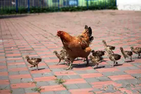 母鸡孵出小孔雀悉心照料，自己“亲生”的长啥样都爱，哪里不对？图片