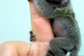 超可爱的小猴，看一眼，你的心就会融化！图片