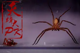 舌尖上的蟑螂（四种口味总有一款适合你！）图片