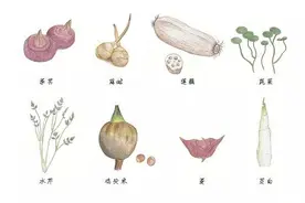 时令新贵鸡头米快要上市，100多块一斤的价格，你吃还是不吃？图片