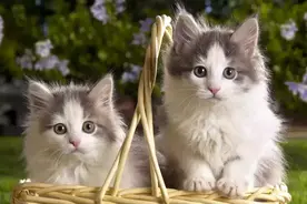 猫咪也会中暑？猫咪该如何预防中暑？图片