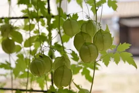 姑娘果——穿裙子的野果子图片