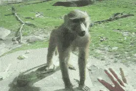 养只猫就跟养个女朋友一样，哎呀我的小祖宗诶图片