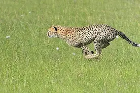 猎豹捕食野狗，忽然野狗做出这动作瞬间猎豹丢了魂儿，反被追着跑图片