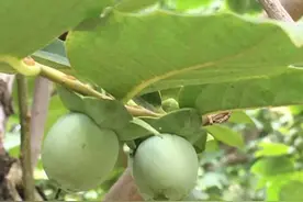 一种像羊粪蛋子的果实，现在乡下都难觅其踪图片