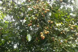 农民自家院子里种的水果，暑期大丰收。图片