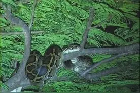 蟒蛇为了活命吐出肚子里的东西向人类示弱，但是最后还是难逃一劫图片