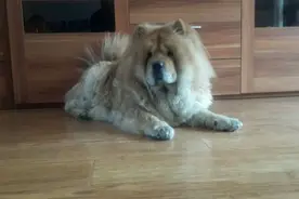 很不幸，松狮狗笨笨洗澡后中暑了图片