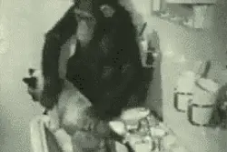 远古就有铲屎官图片