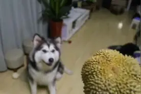 面对主人手中的榴莲，狗狗一脸懵逼为哪班。图片